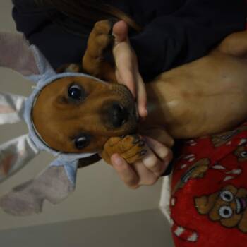 Labrador Retriever Dogs Available for Adoption in Muncie, Indiana - Margo | PetCurious