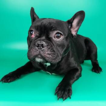 Sincere -  French Bulldog Dog for Adoption in Fort Wayne, Indiana - Sincere | PetCurious