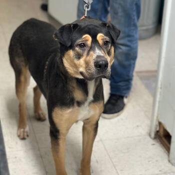 Mixed Breed Dogs Available for Adoption - Waylon | PetCurious