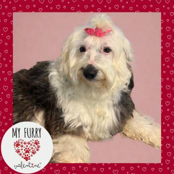 Sheep Dog and Poodle Dogs Available for Adoption - Marleigh | PetCurious