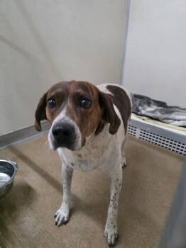 Lucy -  German Shorthaired Pointer Dog for Adoption in Rawlins, Wyoming - Lucy | PetCurious