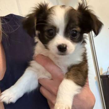 Rescue Chihuahua Dogs for Adoption in Tulsa, Oklahoma - Domino | PetCurious