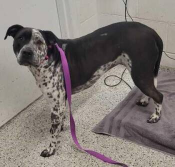 Pepper -  Pit Bull Terrier and Mixed Breed Dog for Adoption in Kansas City, Missouri - Pepper | PetCurious
