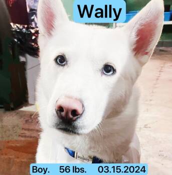 Rescue Siberian Husky Dogs for Adoption in Houston, Texas - Wally | PetCurious