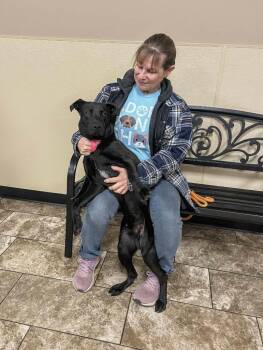 Labrador Retriever Dogs Available for Adoption - Uno | PetCurious