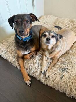 Harley -  Plott Hound Dog for Adoption in Austin, Texas - Harley | PetCurious