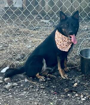 Australian Shepherd Dogs Available for Adoption - Colbee | PetCurious