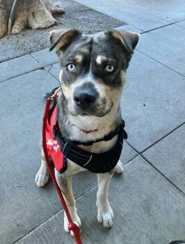 Rescue Husky Dogs for Adoption in Beverly Hills, California - Franky | PetCurious