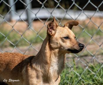 Rescue Chihuahua Dogs for Adoption in Mayer, Arizona - Doodle | PetCurious
