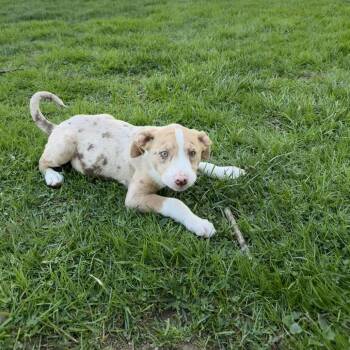 Australian Shepherd and Mixed Breed Dogs Available for Adoption in Eastford, Connecticut - NY Eugene Avail Apr 25 (Tractor Supply Patterson NY) | PetCurious
