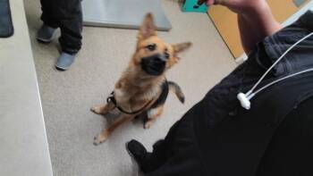 PRINCESS -  German Shepherd Dog and Mixed Breed Dog for Adoption in Albuquerque, New Mexico - PRINCESS | PetCurious