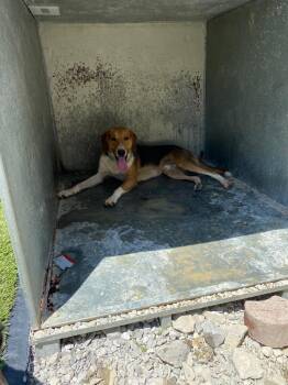 Pizza -  Hound Dog for Adoption in Morgantown, Kentucky - Pizza | PetCurious