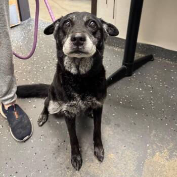 Shadow Lady -  Mixed Breed Dog for Adoption in Columbiana, Alabama - Shadow Lady | PetCurious