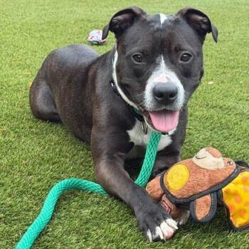 Zuma -  Mixed Breed Dog for Adoption in Narberth, Pennsylvania - Zuma | PetCurious