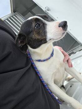 Border Collie Dogs Available for Adoption - KAMMIE | PetCurious
