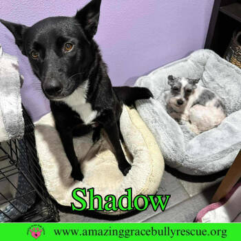 Rescue German Shepherd Dog Dogs for Adoption in Pensacola, Florida - Shadow | PetCurious