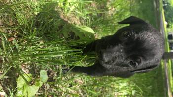 TBD -  Labrador Retriever and Boxer Dog for Adoption in Crookston, Minnesota - TBD | PetCurious