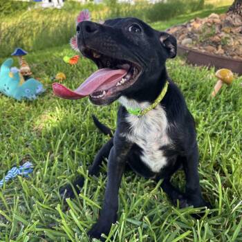 Liky -  Chihuahua Dog for Adoption in Pearland, Texas - Liky | PetCurious