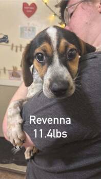 Floyd Rs : Ravenna -  Beagle Dog for Adoption in Aurora, Indiana - Floyd Rs : Ravenna | PetCurious