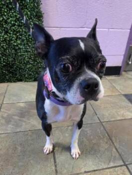 61644163 -  Boston Terrier Dog for Adoption in El Paso, Texas - 61644163 | PetCurious
