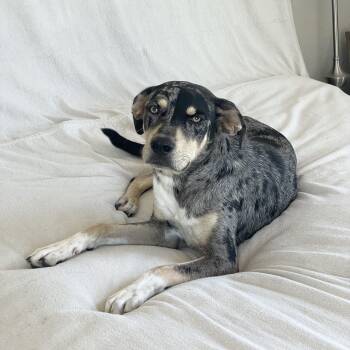 Perfect River -  Catahoula Leopard Dog and Labrador Retriever Dog for Adoption in Burlington, North Carolina - Perfect River | PetCurious