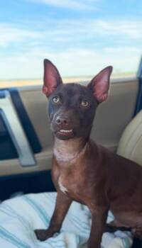 Toby Keith -  Chihuahua Dog for Adoption in Charleston, South Carolina - Toby Keith | PetCurious