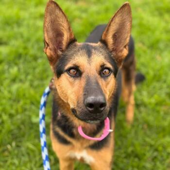 Jillian -  Shepherd Dog for Adoption in Goleta, California - Jillian | PetCurious