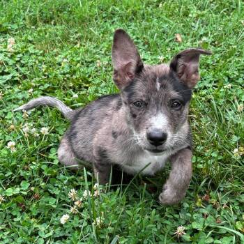 Parfait -  Australian Cattle Dog Blue Heeler Dog for Adoption in Martinsville, Indiana - Parfait | PetCurious