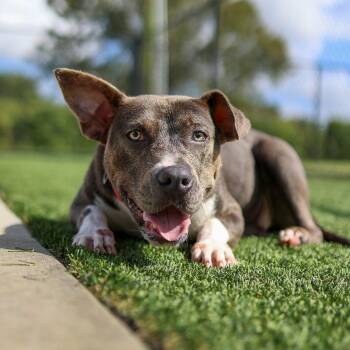 Morticia -  Pit Bull Terrier and Mixed Breed Dog for Adoption in Bradenton, Florida - Morticia | PetCurious