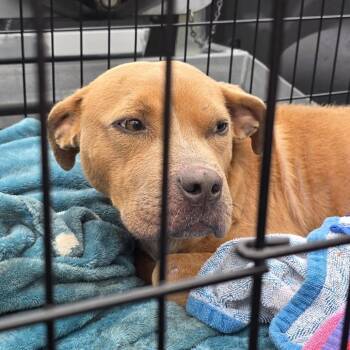 Mixed Breed Dogs Available for Adoption - 01/23/2026-Stray-WhittlseyBoulevard | PetCurious