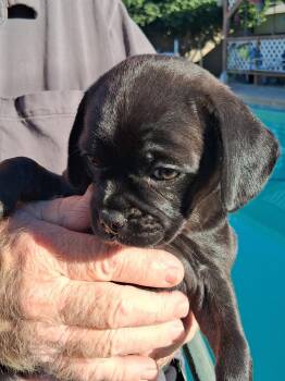 Pug and Chihuahua Dogs Available for Adoption - #2 Pug Puppy Mix | PetCurious