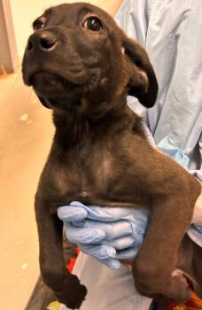 Vaporeon -  Labrador Retriever and German Shepherd Dog Dog for Adoption in Vancouver, Washington - Vaporeon | PetCurious