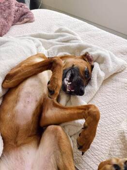 Dixie -  Mixed Breed Dog for Adoption in Cincinnati, Ohio - Dixie | PetCurious