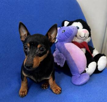 Bandit -  Dachshund Dog for Adoption in Cedartown, Georgia - Bandit | PetCurious