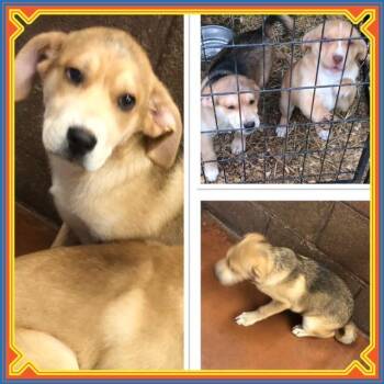 ZAPPA -  Husky and Labrador Retriever Dog for Adoption in Buckhannon, West Virginia - ZAPPA | PetCurious
