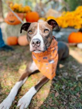 Blaze (Trained / SPONSORED) -  Terrier Dog for Adoption in Umatilla, Florida - Blaze (Trained / SPONSORED) | PetCurious