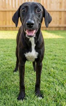 Abby -  Labrador Retriever and Mixed Breed Dog for Adoption in Crown Point, Indiana - Abby | PetCurious