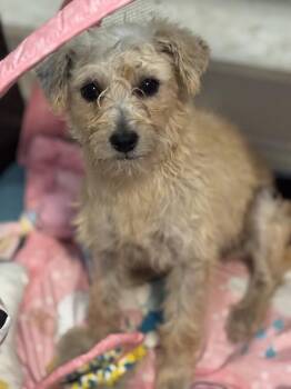 Mixed Breed and Terrier Dogs Available for Adoption in Brookshire, Texas - Marigold | PetCurious