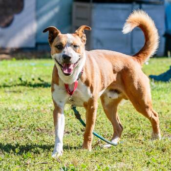 Archie -  Mixed Breed Dog for Adoption in Oakland, California - Archie | PetCurious