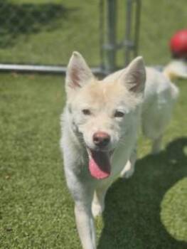 Finnish Spitz and Mixed Breed Dogs Available for Adoption in Savannah, Georgia - Precious | PetCurious