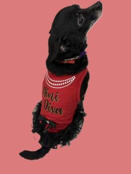 Kloe -  Chihuahua Dog for Adoption in Pasco, Washington - Kloe | PetCurious