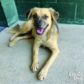 Basil -  Shepherd Dog for Adoption in Washington, District Of Columbia - Basil | PetCurious