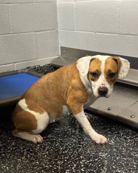 Amelia -  Mixed Breed Dog for Adoption in Jackson, Tennessee - Amelia | PetCurious