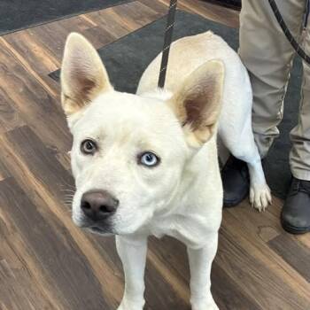 Rescue Mixed Breed Dogs for Adoption in Jeffersonville, Indiana - Bramble | PetCurious