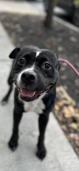 Rescue Pit Bull Terrier Dogs for Adoption in Buffalo, New York - Charm | PetCurious