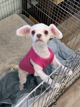Hillary -  Poodle Dog for Adoption in Lafayette, California - Hillary | PetCurious