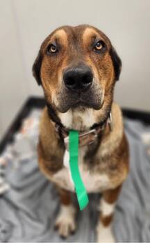 Hound and German Shepherd Dog Dogs Available for Adoption in Bonney Lake, Washington - Steve, Handsome, Smart & Playful Family Boy! | PetCurious