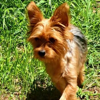 Jazzie -  Yorkshire Terrier Dog for Adoption in Tucson, Arizona - Jazzie | PetCurious