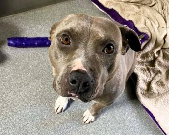 Pit Bull Terrier Dogs Available for Adoption in Tustin, California - BUTTERCUP | PetCurious