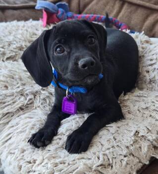 Crue -  Chihuahua and Cocker Spaniel Dog for Adoption in Saskatoon, Saskatchewan - Crue | PetCurious